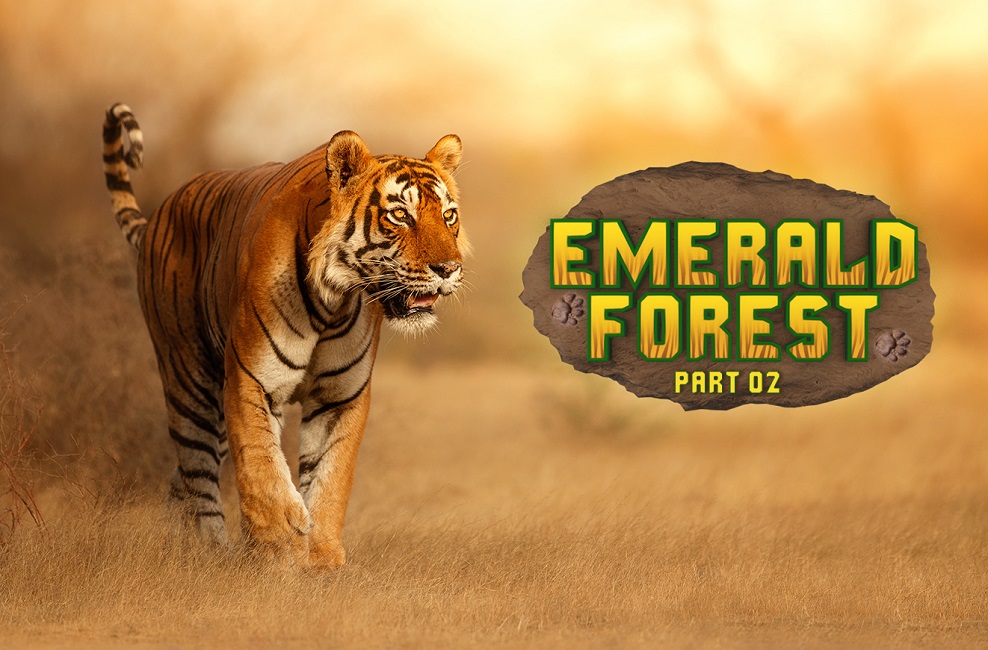 EMERALD FORESTS